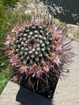 Mammillaria compressa